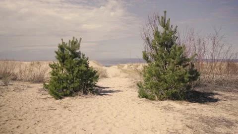 The wind drives sand along the Baltic beach. Stock Footage 153457967