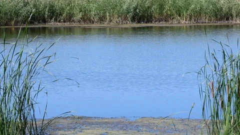 Wind drives small ripples on the calm water 動画素材 109330686
