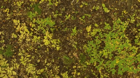 Wind from drone makes short grass move on forest floor while moving Stock Footage 119193801