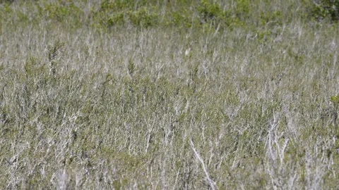 Wind in Dry Coastal Stock Footage 306016626