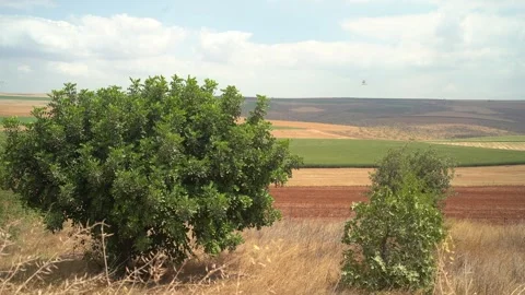 Wind In Dry Field With Trees Stock Footage 248704017