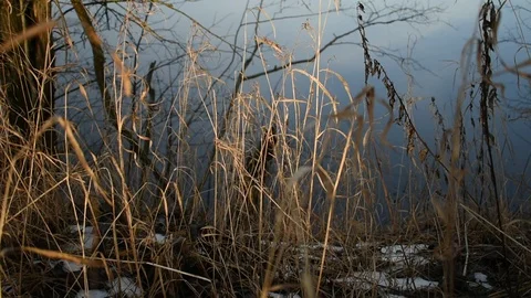 Wind, dry grass on a background of water Stock Footage 122269983