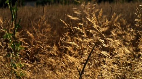 Wind in the dry Grass breeze in field Stock Footage 111912934
