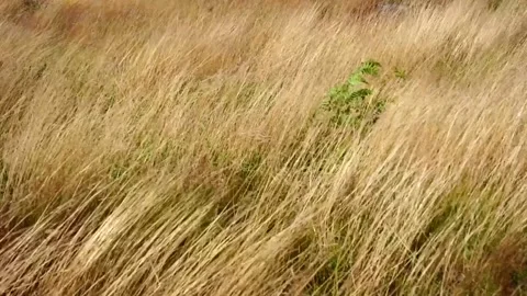 Wind dry grass summertime Stock Footage 171231707