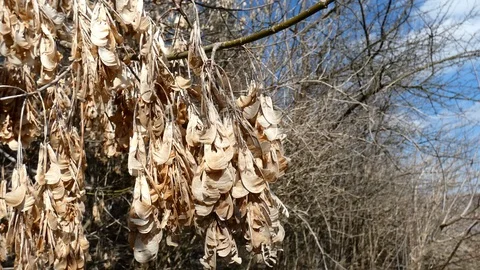 On the wind dry leaves Stock Footage 104898863
