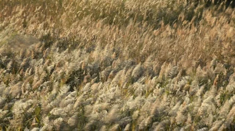 Wind on the ears 库存影片 542500