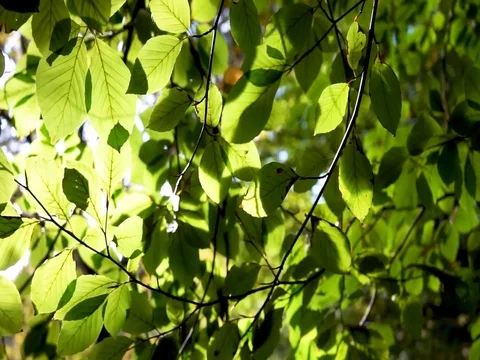 Wind effect on the green leaves of a tree with the sun behind Stock Footage 118466351