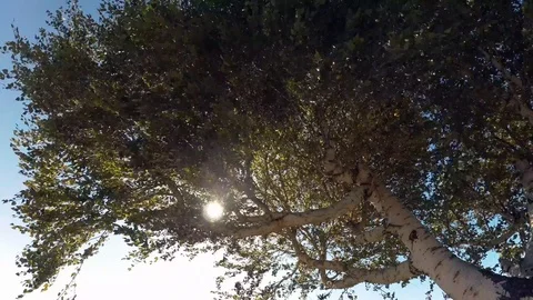 Wind entangled in the trees Stock Footage 97394785