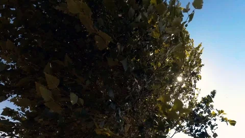 Wind entangled in the trees Stock Footage 97394806