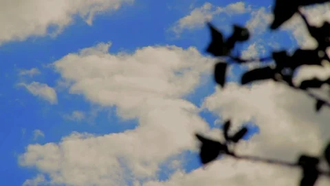 Wind entangled in the trees Stock Footage 108984442