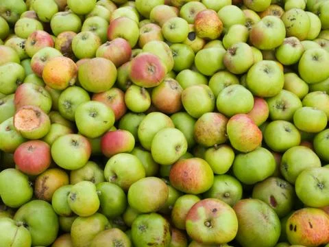 Wind-fall damaged apples Stock Photos