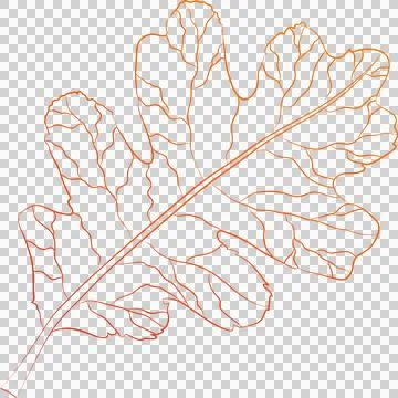 Wind fall leaves to add to your designs. on transparent, png. oak leaf. aut.. Stockillustratie