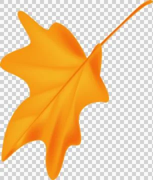 Wind fall leaves to add to your designs. on transparent, png. oak leaf. aut.. Stockillustratie
