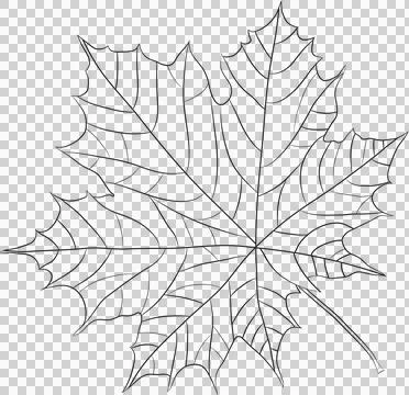 Wind fall leaves to add to your designs. on transparent, png. oak leaf. aut.. Иллюстрация