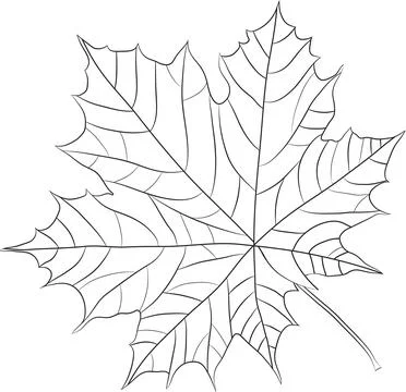 Wind fall leaves to add to your designs. on transparent, png. oak leaf. aut.. イラスト素材