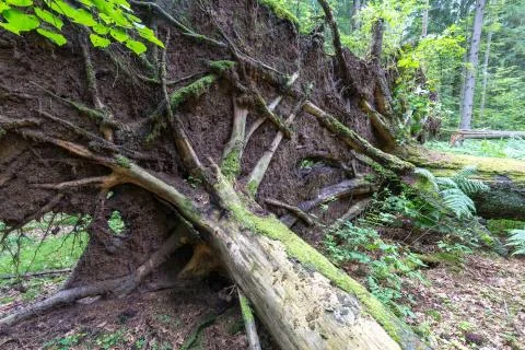 Wind fall over spruce tree in summer with roots broken among deciduous trees  Stock Photos