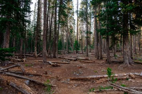 Wind Fall Tree Logs in Forest Stock Photos