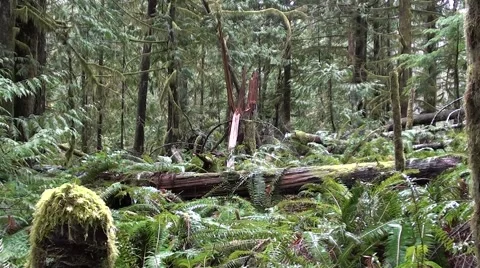 Wind Fall Vancouver Island Stock Footage 1057700
