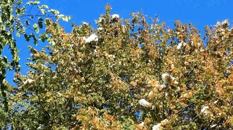 Wind, fallen leaves and snow Stock Footage 12410245