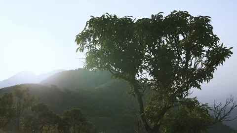 Wind falling on tree with sunrise background Stockbeeldmateriaal 90948606