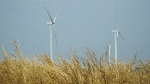 Wind farm for power generation in beautiful skies and swaying grass. Wind tur Stock Footage 168880855