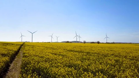 Wind farm in rapeseed field 4K Stock Footage 75869020