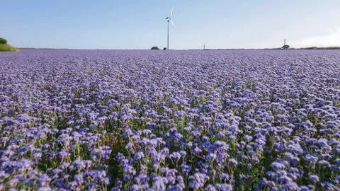 Wind farm with several wind generators in the middle of a flower farm Stock Photos
