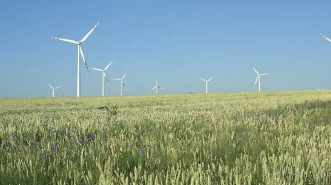 Wind farm on a wheat field. Steady shot. Stock-Footage 52997067
