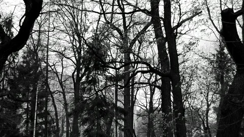 Wind In Fast Motion Stock Footage 82624519