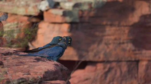 Wind feathers perched sunrise Endangered Lears Indigo Macaw parrot bird nesting Stock Footage 326029964