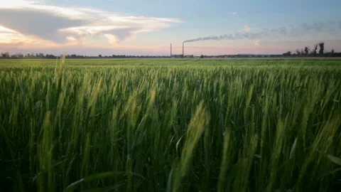 Wind on the field of agriculture Stock Footage 97435612