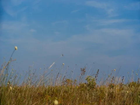 Wind on field in the countryside 库存影片 83017837