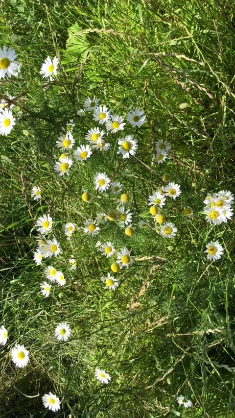 Wind on the field of daisies Stock Footage 134895818