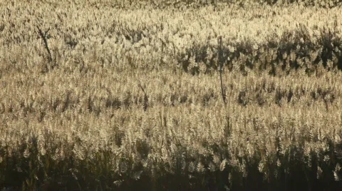 Wind on the field 库存影片 540434