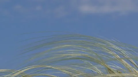 Wind in a field Stock Footage 21946499