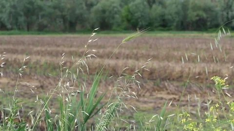 Wind field Stock Footage 89936231
