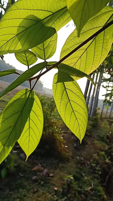Wind in the field Stock Footage 170298791
