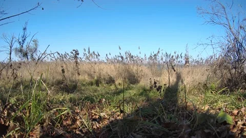 Wind in the field Video stock 220545973