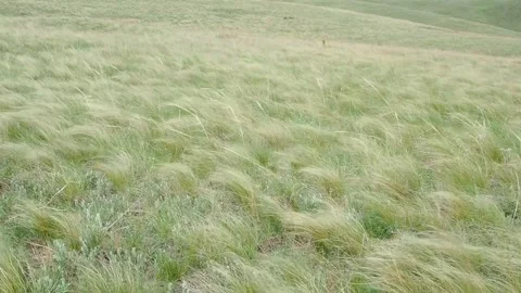 Wind in the field Stock Footage 246602480
