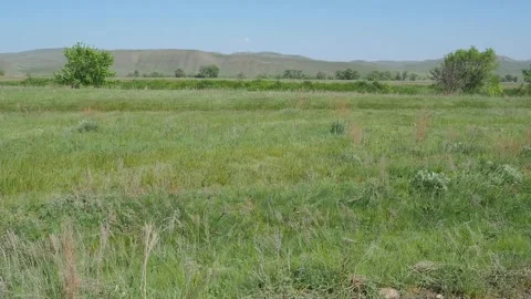 Wind in the field Stock Footage 246602512