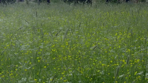 Wind in a field full of herbs and flowers, swaying spike, green background High Stock Footage 156442421