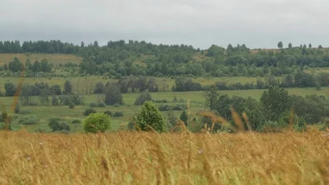 Wind in the field with harvest. Stock Footage 114018586