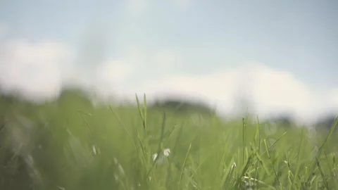The wind in the field shakes the green grass Stock Footage 305306041