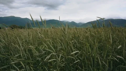 Wind in the field with sprouts Stock Footage 108918931
