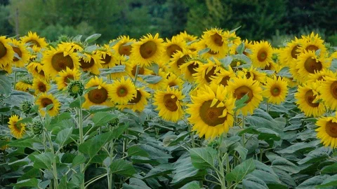 Wind on a field of sunflower Stock Footage 93487459