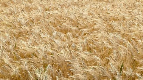 Wind on the field with wheat 库存影片 122769457