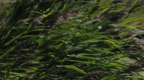 Wind in the fields Stock Footage 55398026