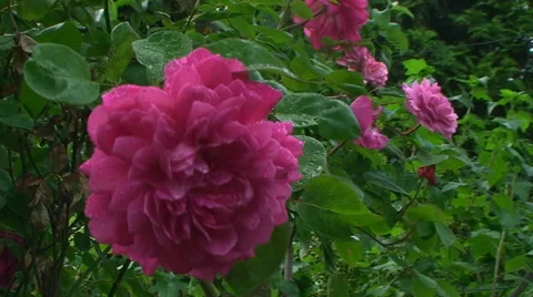 The wind flapped delicate petals and green leaves of a rose covered with Vídeos de archivo 67348064