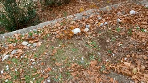 Wind Flow Move Some Leaves Stock Footage 145684232