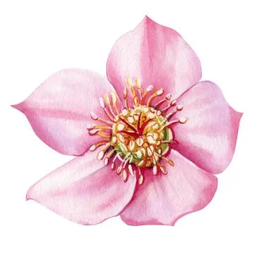 Wind flower hellebore isolated object. Flora Hand drawn watercolor botanical Stock Illustration